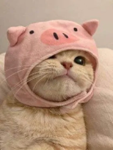 🐷 Стикер «nuresen» для Telegram