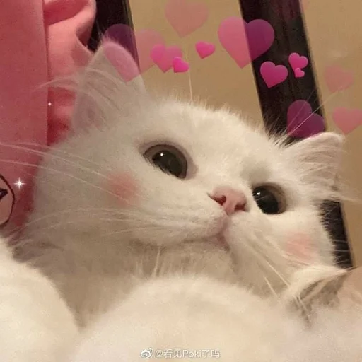 💕 Стикер «nuresen» для Telegram