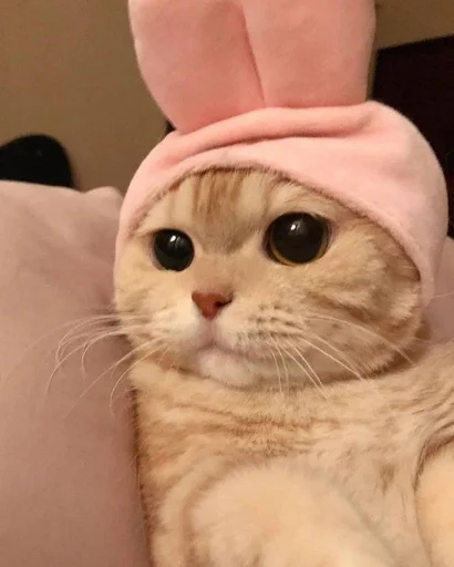 🐰 Стикер «nuresen» для Telegram