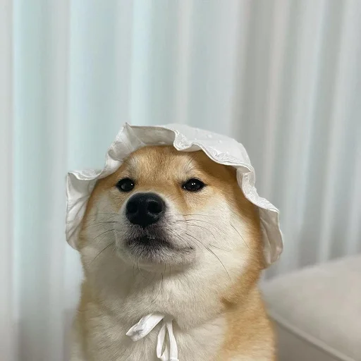 🤠 Стикер «nuresen» для Telegram