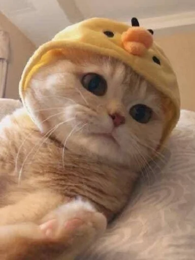 🐥 Стикер «nuresen» для Telegram