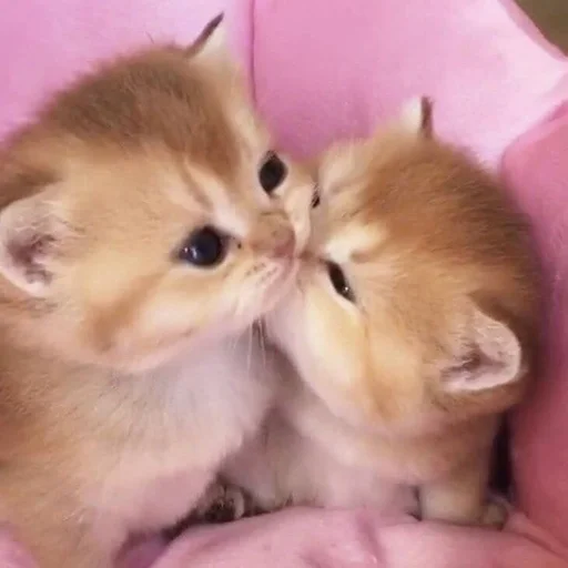 😘 Стикер «nuresen» для Telegram