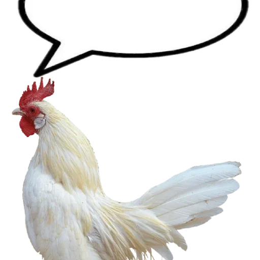 🐓 Стикер «Chat» для Telegram