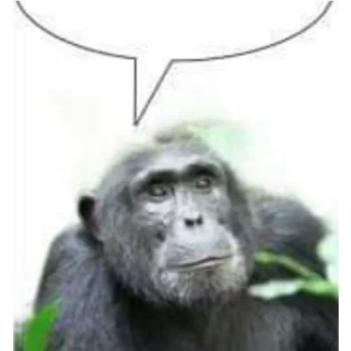 🐵 Стикер «Chat» для Telegram