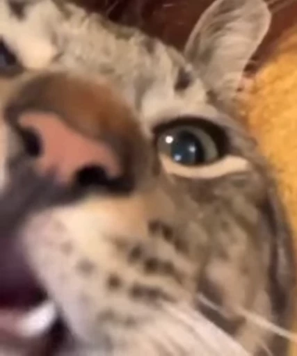 🍴 Стикер «nekos UωU» для Telegram