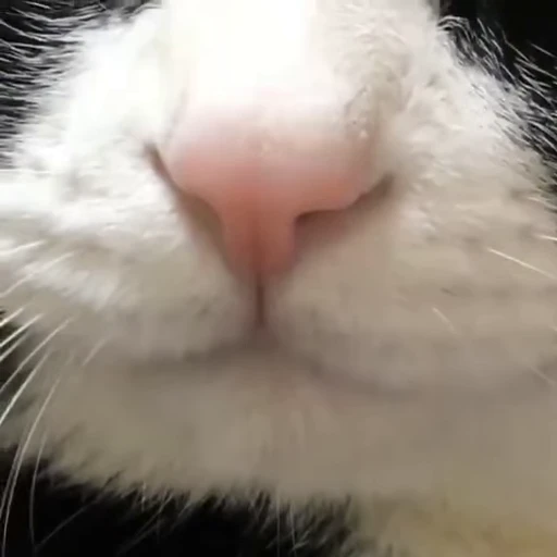 😋 Стикер «nekos UωU» для Telegram