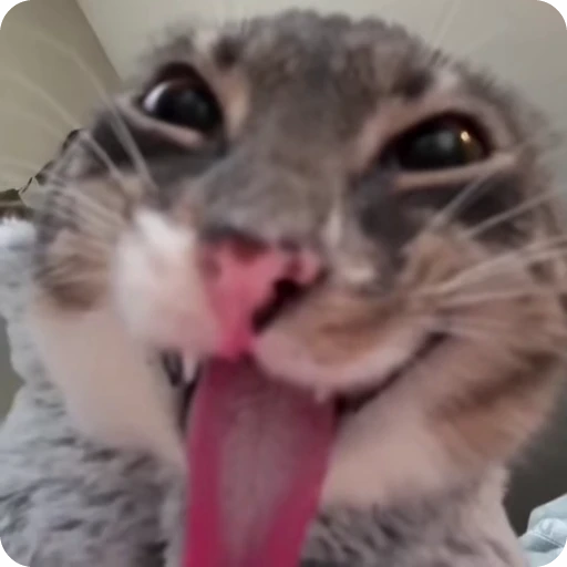 😂 Стикер «nekos UωU» для Telegram