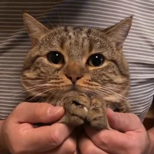 😇 Стикер «nekos UωU» для Telegram