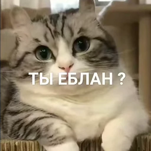 🤔 Стикер «nekos UωU» для Telegram