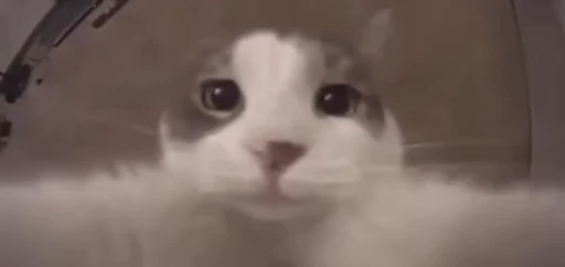 Стикерпак nekos UωU для Telegram