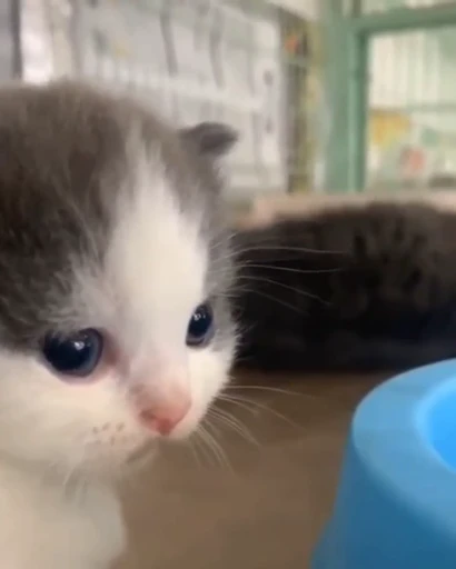 🥺 Стикер «nekos UωU» для Telegram
