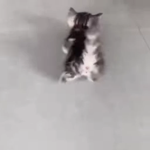 🚶 Стикер «nekos UωU» для Telegram