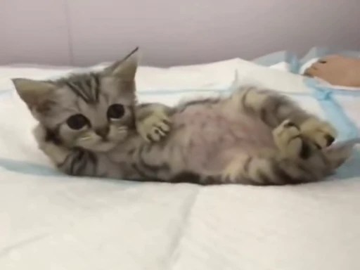 🛏️ Стикер «nekos UωU» для Telegram