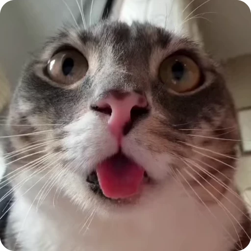 😳 Стикер «nekos UωU» для Telegram
