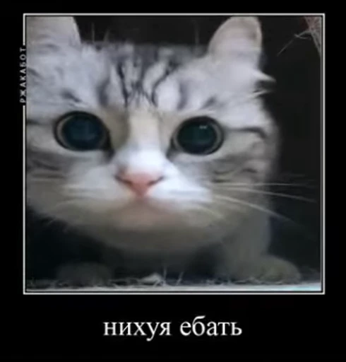 😐 Стикер «nekos UωU» для Telegram