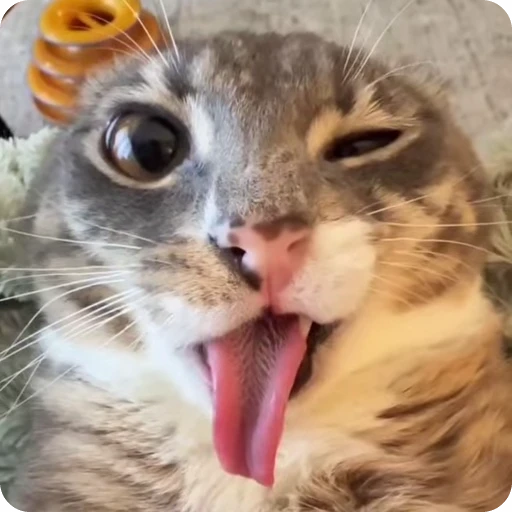 🥴 Стикер «nekos UωU» для Telegram