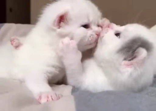 🥰 Стикер «nekos UωU» для Telegram