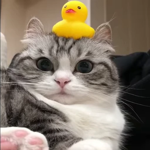 🦆 Стикер «nekos UωU» для Telegram