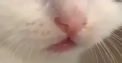 😔 Стикер «nekos UωU» для Telegram
