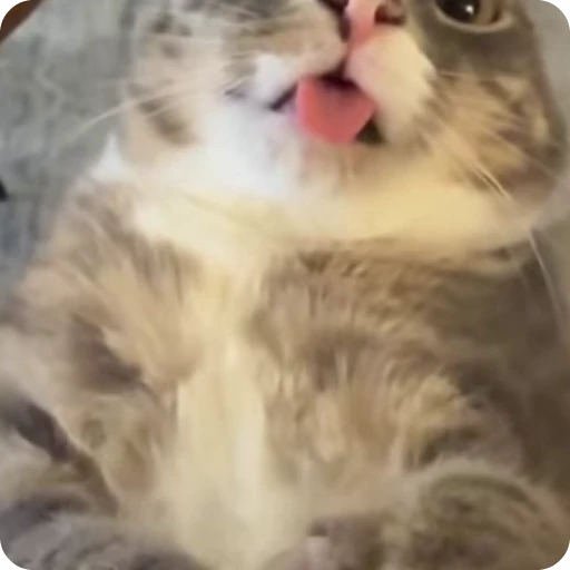 😨 Стикер «nekos UωU» для Telegram