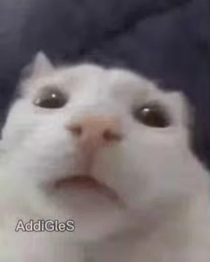 😳 Стикер «nekos UωU» для Telegram