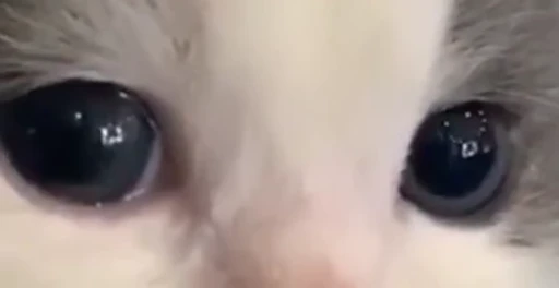 😔 Стикер «nekos UωU» для Telegram