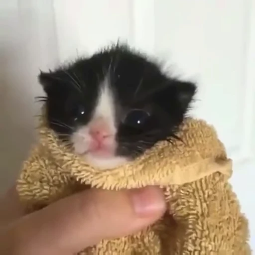 🥺 Стикер «nekos UωU» для Telegram