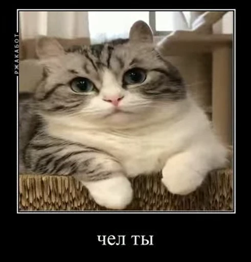 😄 Стикер «nekos UωU» для Telegram
