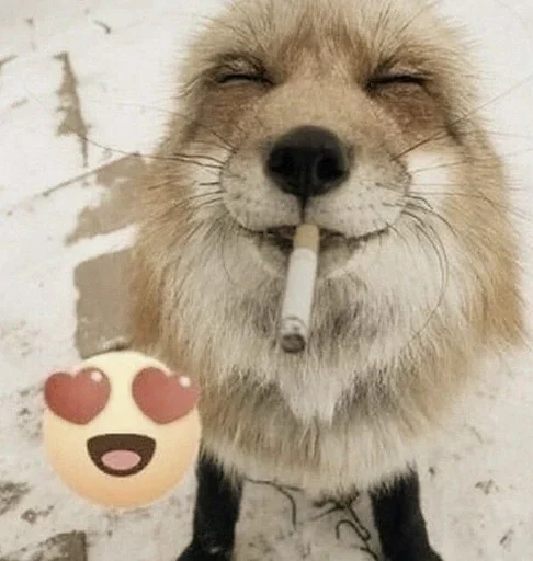 🍪 Стикер «nyappi» для Telegram