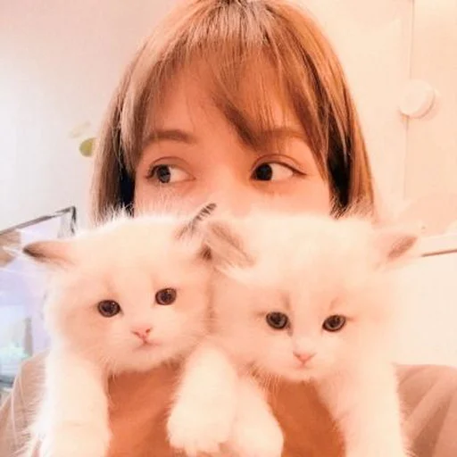 🐈 Стикер «lalisa manoban» для Telegram