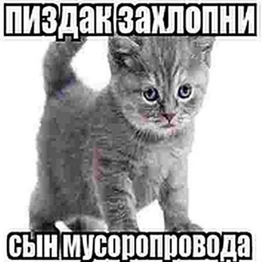 🫢 Стикер «казеный унитаз» для Telegram