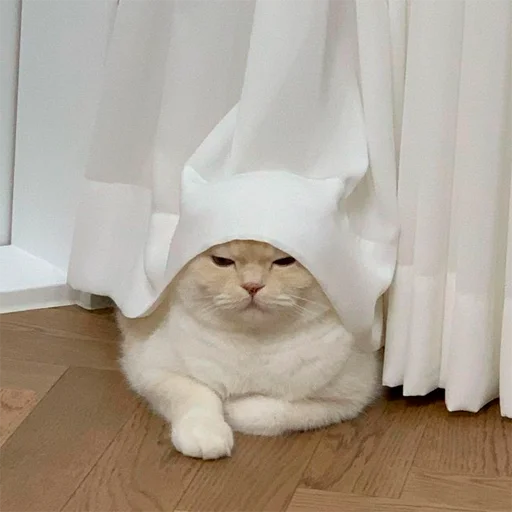 🤨 Стикер «oaoaoaoaoaoaaoa» для Telegram
