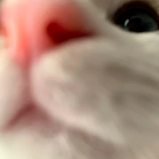 🥰 Стикер «oaoaoaoaoaoaaoa» для Telegram