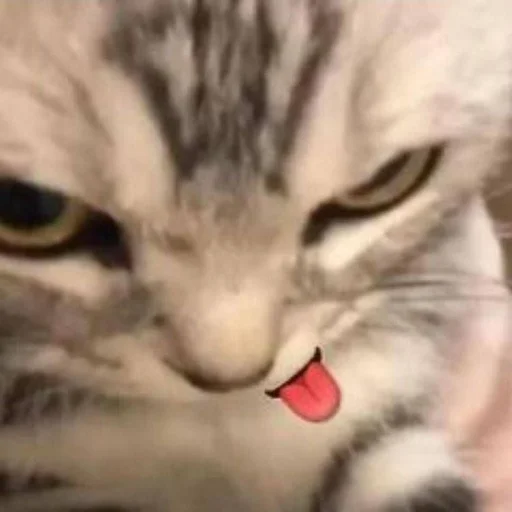 😋 Стикер «oaoaoaoaoaoaaoa» для Telegram