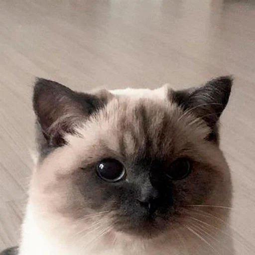 🤨 Стикер «oaoaoaoaoaoaaoa» для Telegram