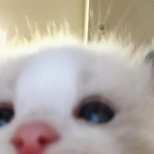 😳 Стикер «oaoaoaoaoaoaaoa» для Telegram
