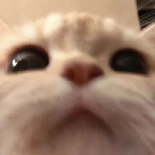 🥺 Стикер «oaoaoaoaoaoaaoa» для Telegram