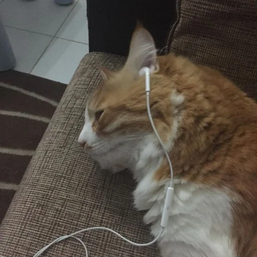 🥲 Стикер «oaoaoaoaoaoaaoa» для Telegram