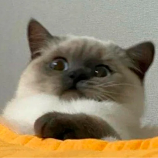 😳 Стикер «oaoaoaoaoaoaaoa» для Telegram