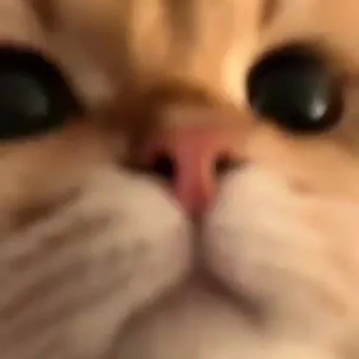😑 Стикер «oaoaoaoaoaoaaoa» для Telegram