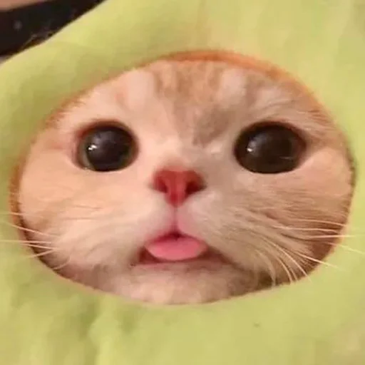 😋 Стикер «oaoaoaoaoaoaaoa» для Telegram