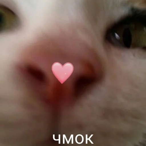💕 Стикер «oaoaoaoaoaoaaoa» для Telegram