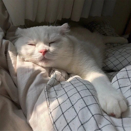 ❤️ Стикер «oaoaoaoaoaoaaoa» для Telegram