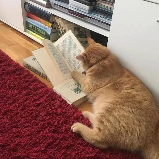 🐱 Стикер «oaoaoaoaoaoaaoa» для Telegram