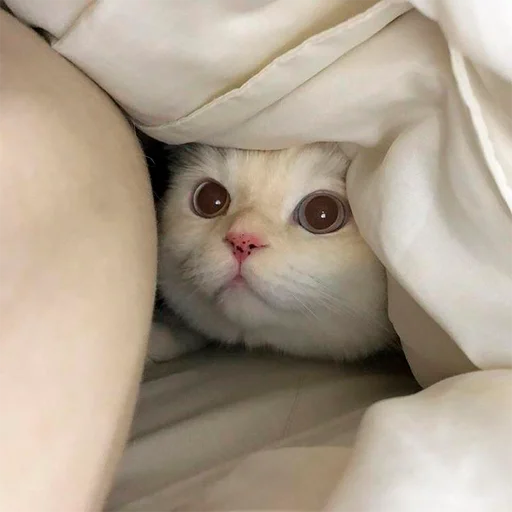 😐 Стикер «oaoaoaoaoaoaaoa» для Telegram
