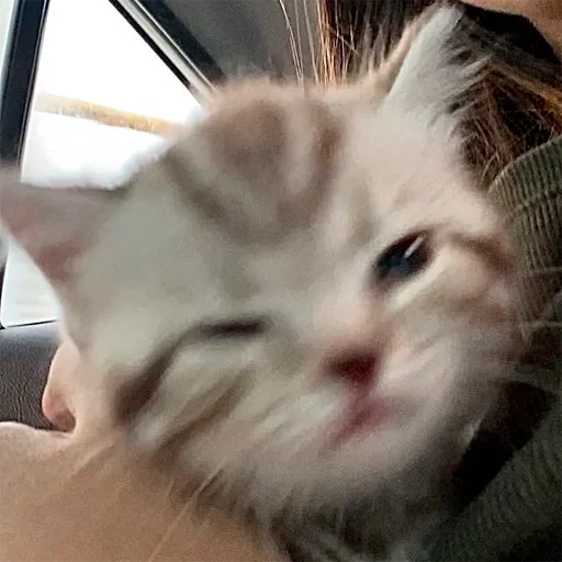 🥺 Стикер «oaoaoaoaoaoaaoa» для Telegram