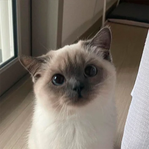 🧐 Стикер «oaoaoaoaoaoaaoa» для Telegram