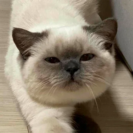 😑 Стикер «oaoaoaoaoaoaaoa» для Telegram
