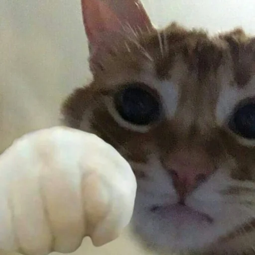 😃 Стикер «oaoaoaoaoaoaaoa» для Telegram