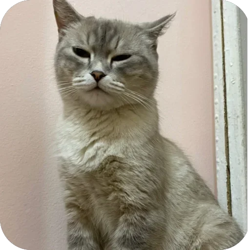 🫥 Стикер «Oasthh» для Telegram